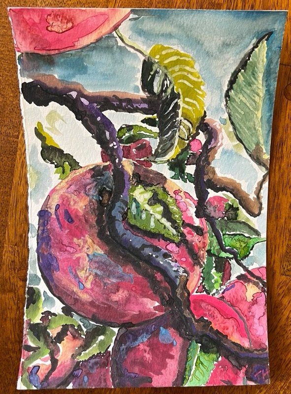 Watercolour of a magenta apple held in the crook of a dark gnarled branch, pink and green leaves around it.