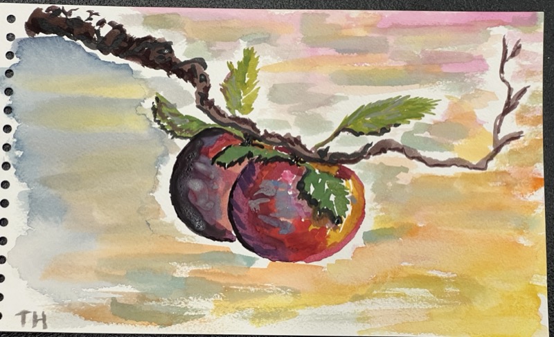 Watercolour of two dark red plums hanging from a thorny branch, against a wash of sunset yellow and pink.