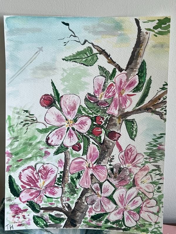 Watercolour of apple blossom, pink flowers crowded along the branches among green leaves.