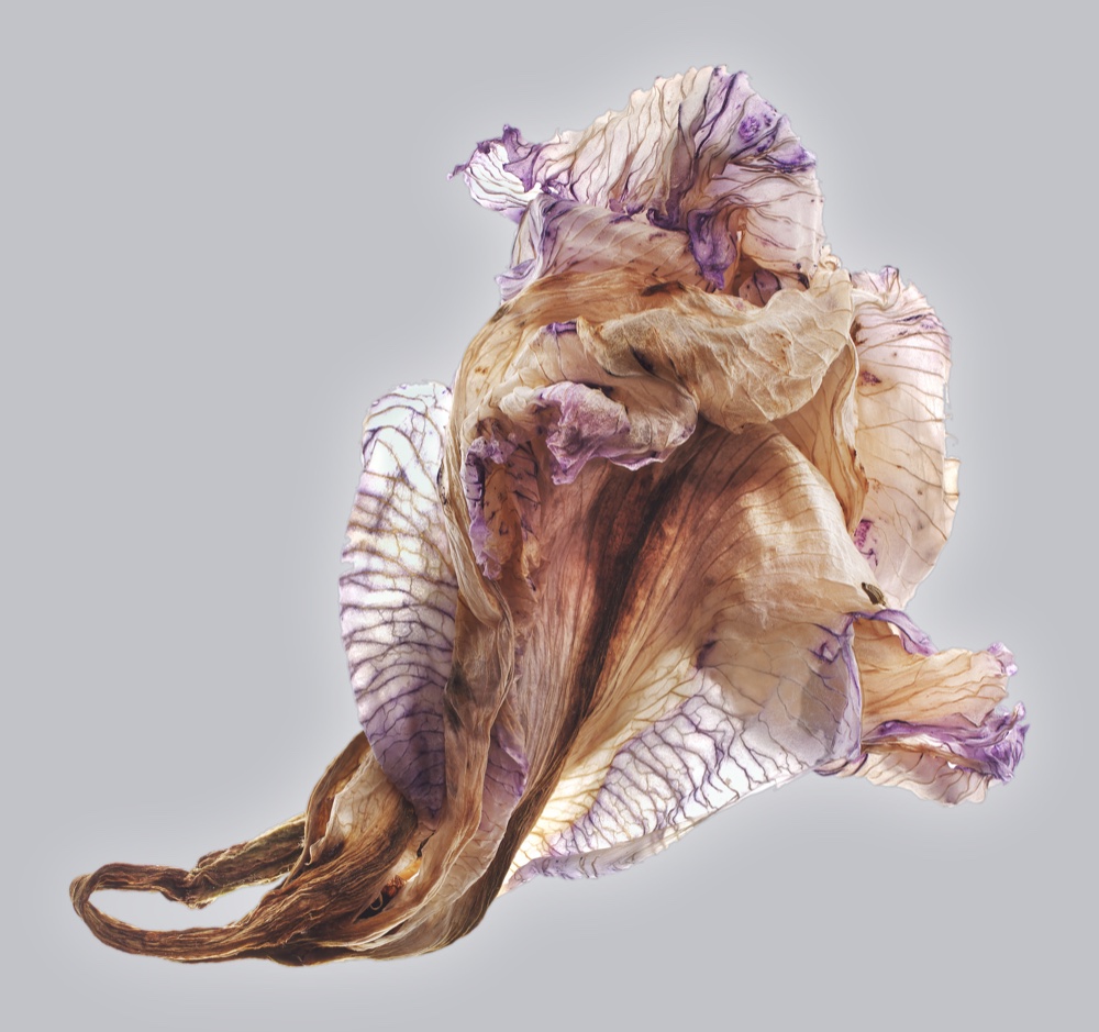 A dried iris, amber and violet, from the cover of Neptune.